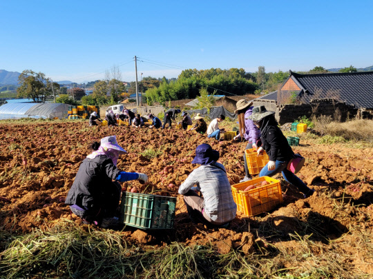 농촌진흥청 직원 30여 명이 28일 충남 논산시 가야곡면의 고구마 재배 농가를 찾아 일손 돕기를 진행하고 있다. 농촌진흥청 제공